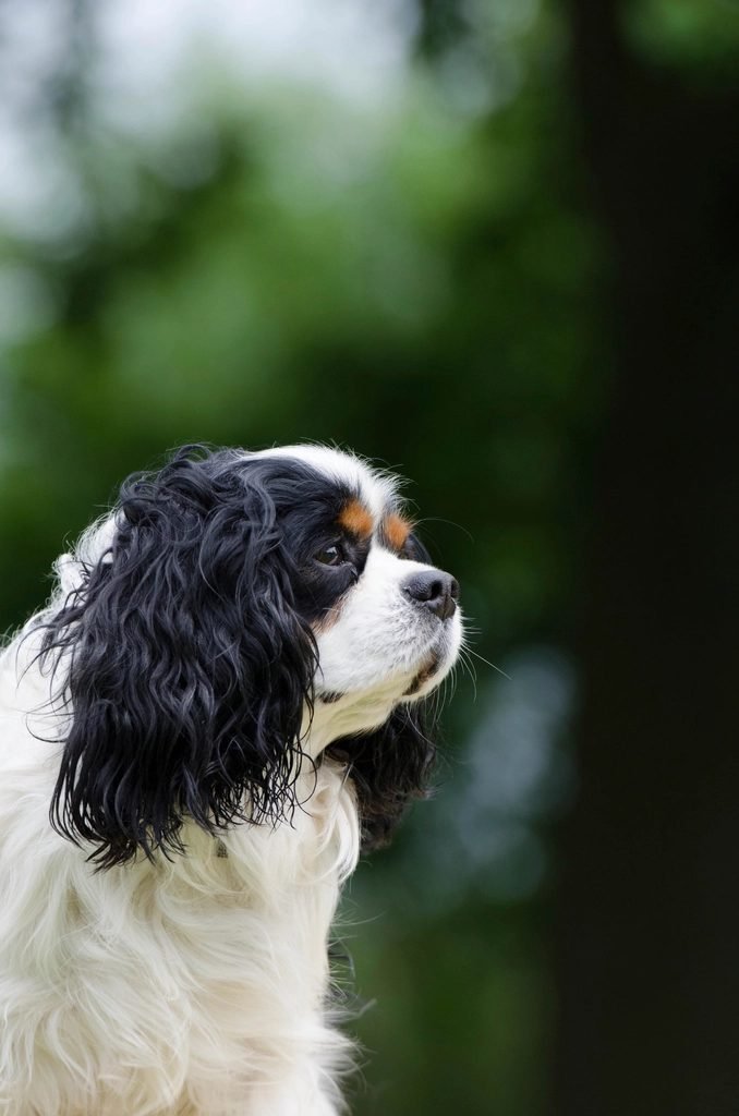 Assurance Cavalier King Charles 2026 : Prix & Meilleures Offres — illustration