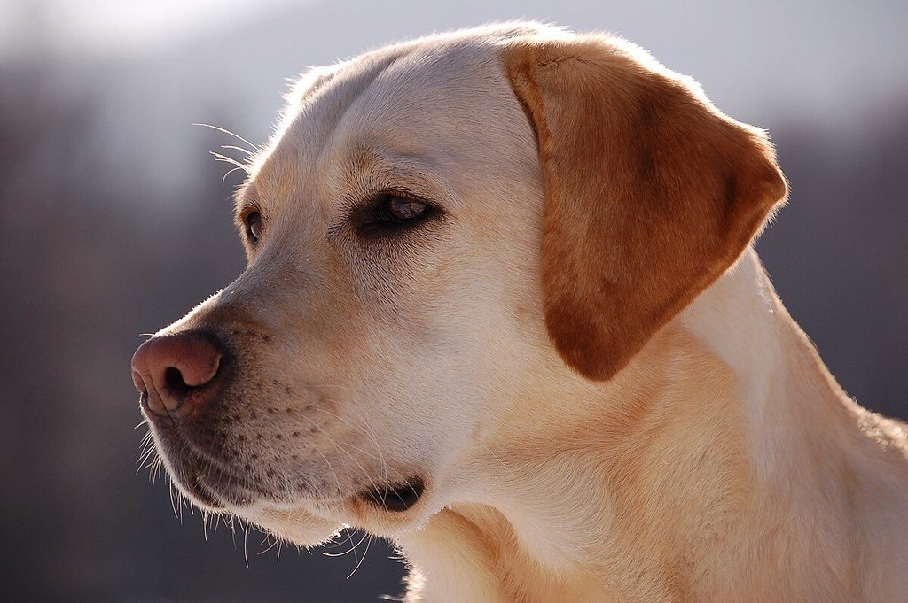 Assurance Labrador 2026 : Prix & Meilleures Offres pour la Race — illustration